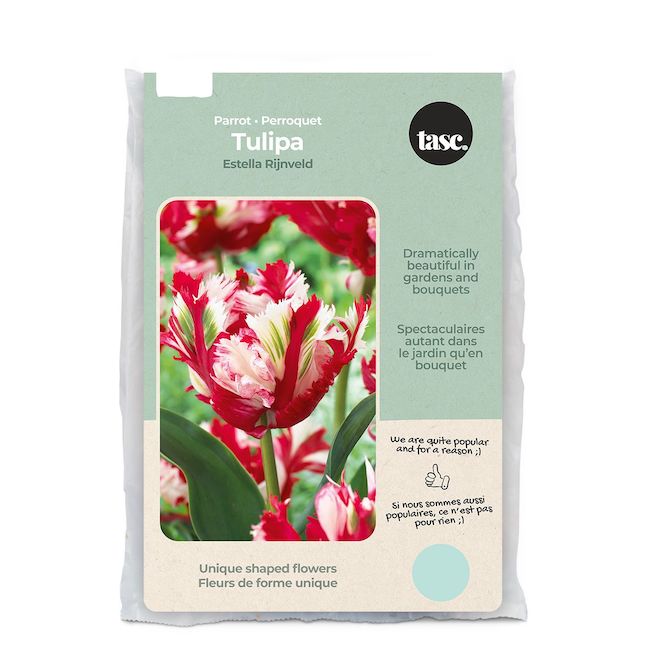 Bulbes de tulipe prêts à planter variété perroquet Estella Rijnveld de Tasc