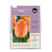 Tasc Daydream Darwin Hybrid Orange Ready to Plant Tulip Bulbs