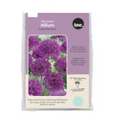 Tasc Aflatunense Purple Sensation Ready to Plant Allium Bulbs