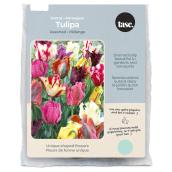 Tasc Parrot Assorted Tulip Bulbs - Pack of 20