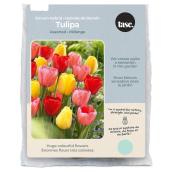 Tasc Darwin Hybrid Assorted Tulip Bulbs - Pack of 20