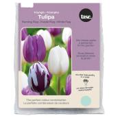 Tasc Triumph Assorted Flaming Tulip Bulbs - Pack of 20