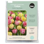 Tasc Foxtrot & Foxy Foxtrot Double Early Ready to Plant Tulip Bulbs