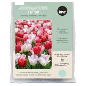 Tasc Flaming Purissima Fosteriana & Darwin Hybrid Ready to Plant Assorted Tulip Bulbs