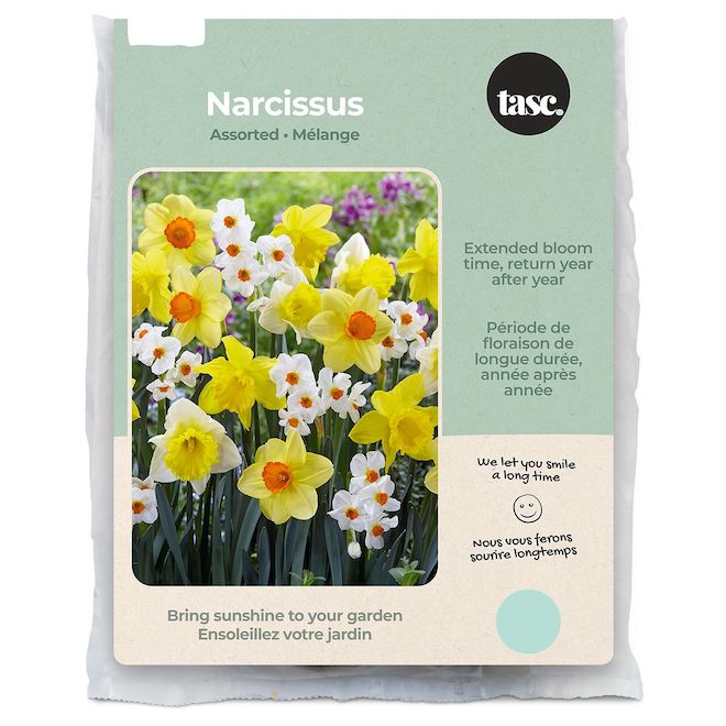 Tasc Assorted Narcissus Bulbs - Pack of 15