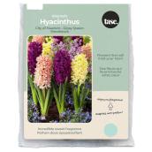 Tasc Orientalis Assorted Hyacinthus Bulbs