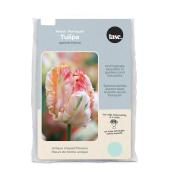 Tasc Apricot Parrot Ready to Plant Tulip Bulbs