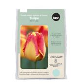 Tasc Banja Luka Darwin Hybrid Ready to Plant Tulip Bulbs