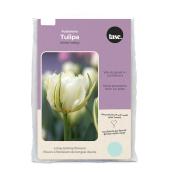 Tasc Fosteriana White Valley Variety Ready to Plant White Tulip Bulbs