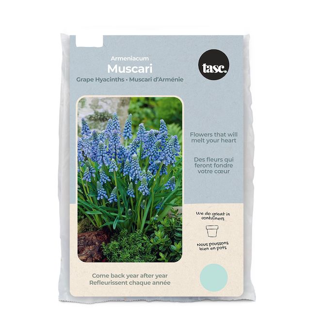 Tasc Ready to Plant Grape Hyacinths Armeniacum Muscari