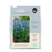 Tasc Ready to Plant Grape Hyacinths Armeniacum Muscari