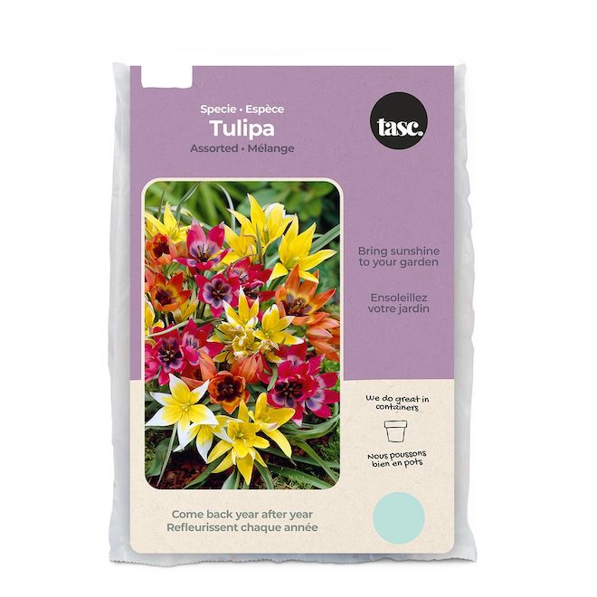 Tasc Specie Assorted Tulip Bulbs