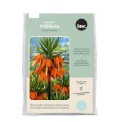 Tasc Ready to Plant Imperialis Fritillaria Rubra Maxima Bulbs