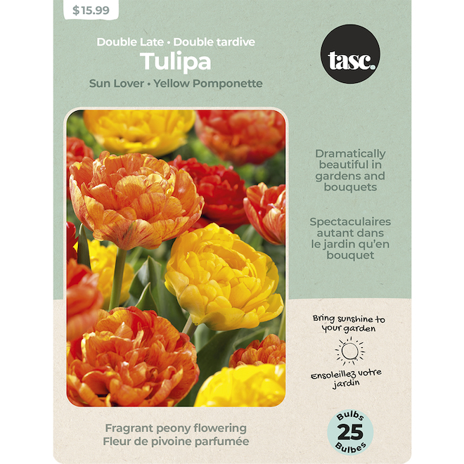 Tasc Sun Lover Yellow Pomponette Double Late Assorted Ready to Plant Tulip Bulbs