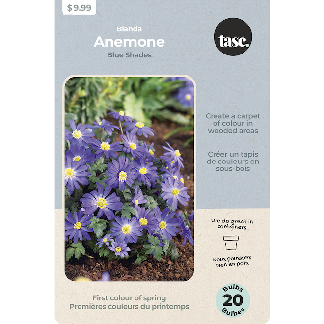 Tasc Ready to Plant Blue Shades Blanda Anemone Bulbs