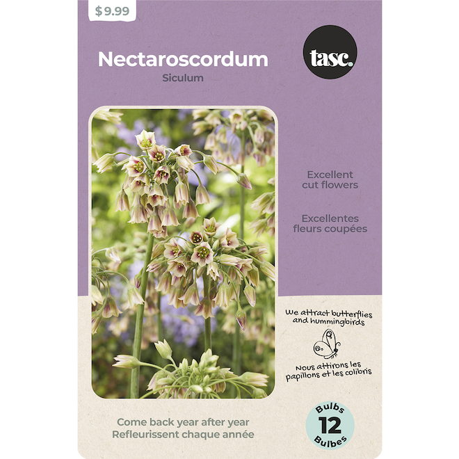 Tasc Ready to Plant Nectaroscordium Special Siculum Bulbs