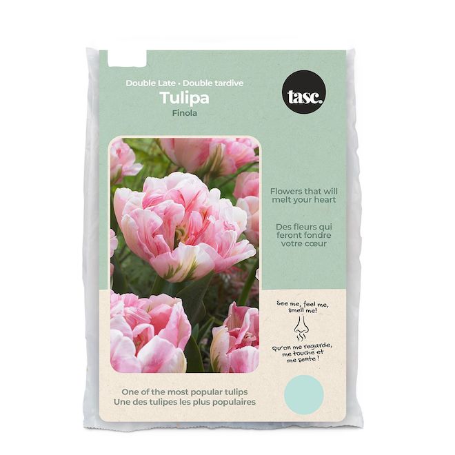 Tasc Ready to Plant Double Late Finola Tulip Bulbs TUL7079 RONA