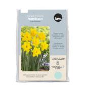 Tasc Ready to Plant Yellow Dutch Master Trumpet Narcissus Bulbs