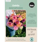 Tasc Romantic Garden Collection Dahlia Assortment - 4 Bulbs