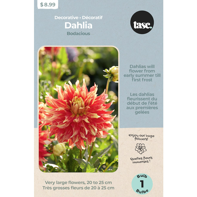 Tasc Dahlia Bodacious Bulb - 1 Blub