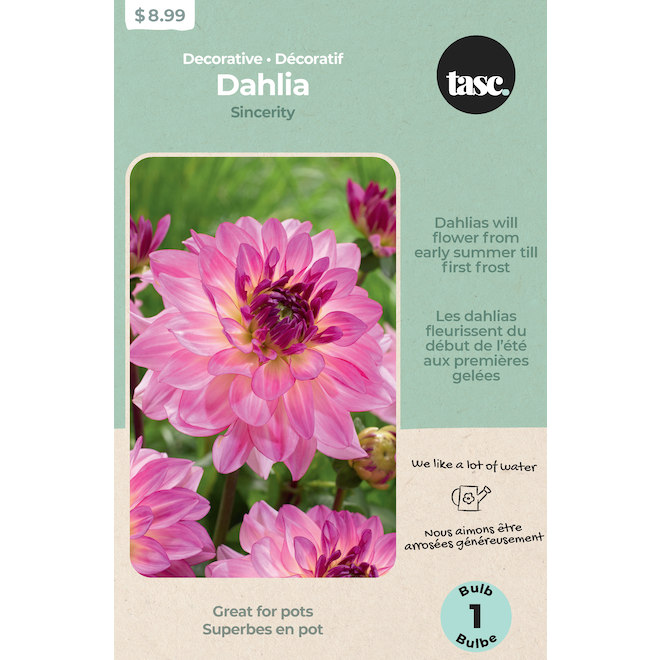 Tasc Dahlia Sincerity Bulb - 1 count