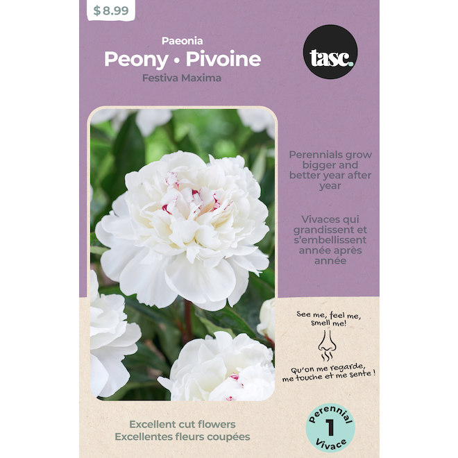 Tasc White Festiva Maxima Peony Bulb - 1 Count