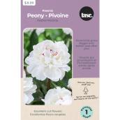 Tasc White Festiva Maxima Peony Bulb - 1 Count