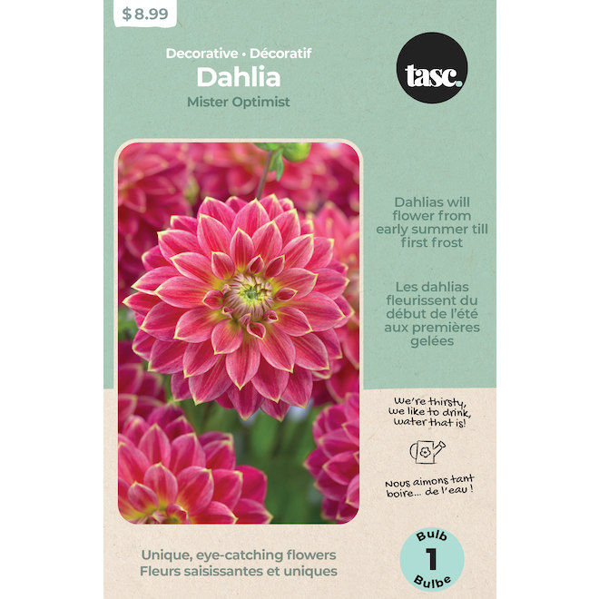 Tasc Red/Yellow Mister Optimist Dahlia Bulb - 1 Count