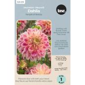 Tasc Pink/Creme Temple of Beauty Dahlia Bulb - 1 Count