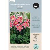 Tasc Oriental Hybrid Stargazer Lily - 3 Bulbs