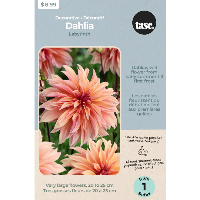 Tasc Two-Tone Dahlia Labyrinth Bulb - 1 count
