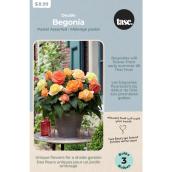 Tasc Double Pastel Begonia Bulb Assortment - 3 Bulbs