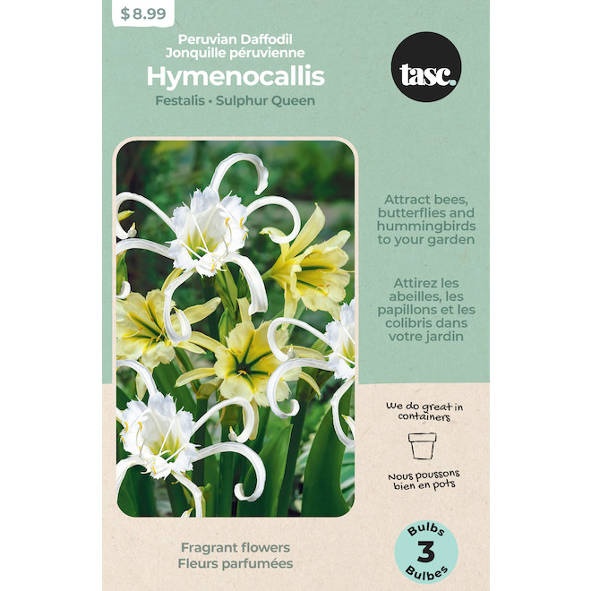 Tasc Peruvian daffodil Bulb Assortment - 3 Bulbs