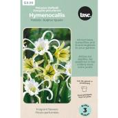Tasc Peruvian daffodil Bulb Assortment - 3 Bulbs