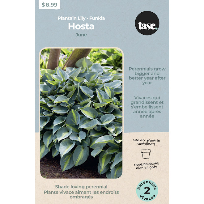 Tasc Hosta June Bulbs - 2 counts
