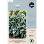 Tasc Hosta June Bulbs - 2 counts