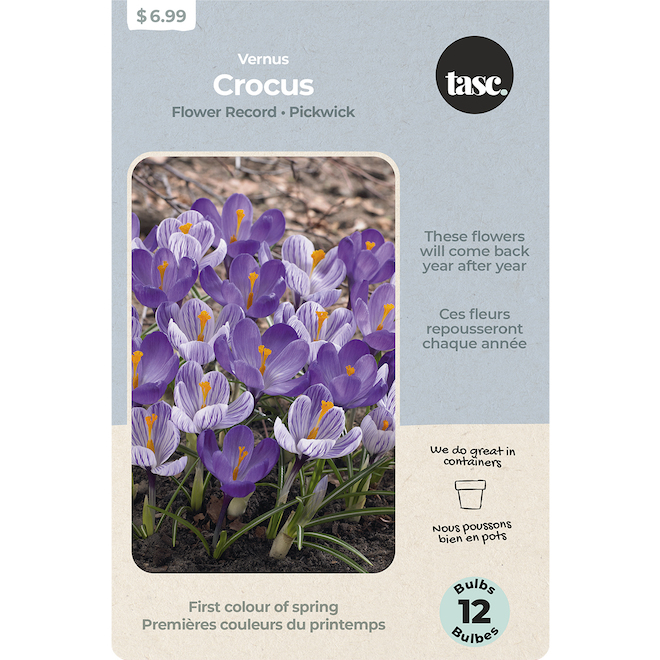 Tasc Crocus Bulbs Flower Record and Pickwick - Purple and White