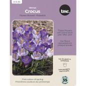 Tasc Crocus Bulbs - Flower Record and Pickwick