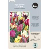 Tasc Assorted Parrot Tulips Bulbs