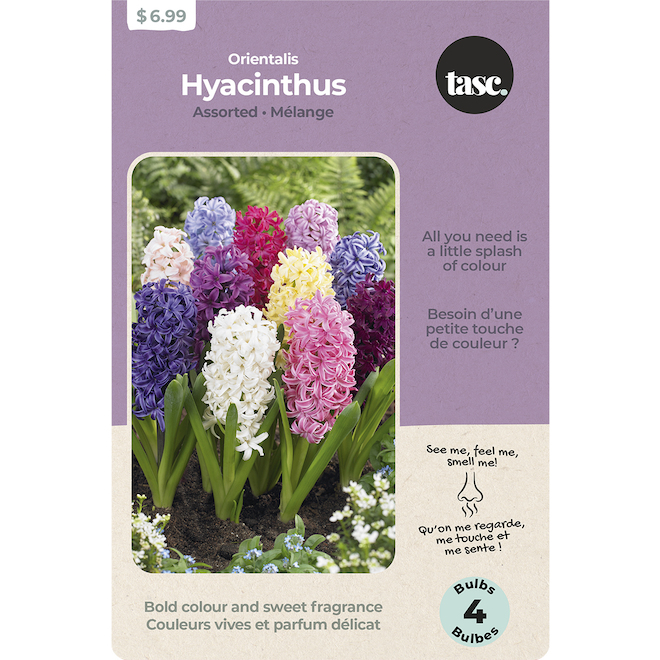 Tasc Assorted Hyacinthus Orientalis Bulbs