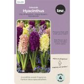 Tasc Orientalis Assorted Hyacinthus Bulbs - City of Haarlem, Gipsy Queen and Woodstock