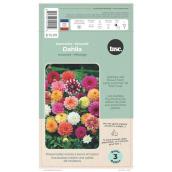 TASC Assorted Decorative Dahlia Bulbs - 3/Pk