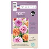 TASC Decorative Two-Tone Assorted Dahlia Bulbs - 3/Pk