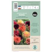 TASC Decorative Sunset Assorted Dahlia Bulbs - 3/Pk