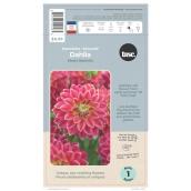 TASC Decorative Mister Optimist Dahlia Bulb - 1/Pk