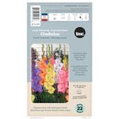 TASC Large-Flowered Gladiolus Bulb Pastel Assorted - 22/Pk