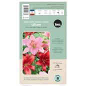 TASC Pink and Red Asiatic Hybrid Lilium Bulbs - 8/Pk