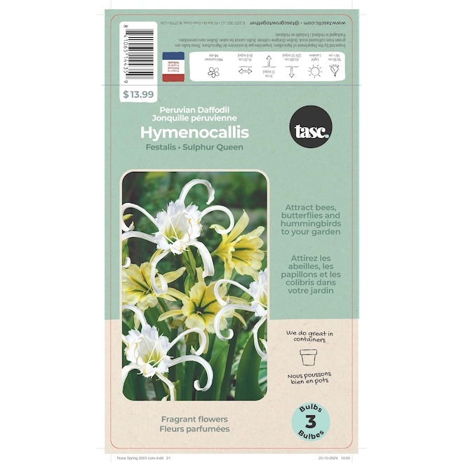 TASC Sulfur Queen Festalis Peruvian Daffodil Bulbs - 3/Pk