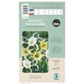 TASC Sulfur Queen Festalis Peruvian Daffodil Bulbs - 3/Pk