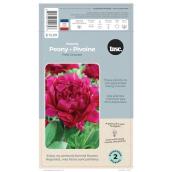 TASC Pink Felix Crousse Peony Bulbs - 2/Pk